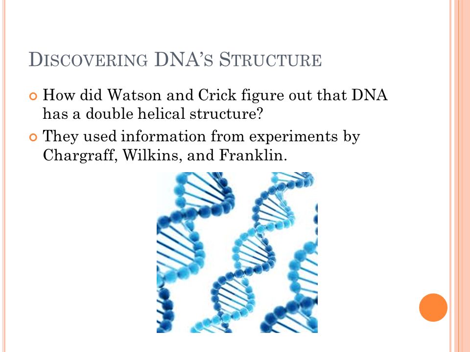 D ISCOVERING DNA’ S S TRUCTURE How did Watson and Crick figure out that DNA has a double helical structure.