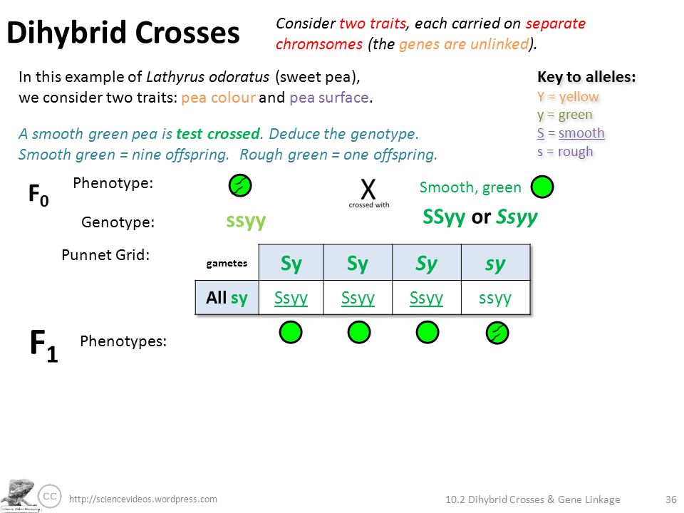 Dihybrid Crosses Dihybrid Crosses & Gene Linkage36 Consider two traits,...