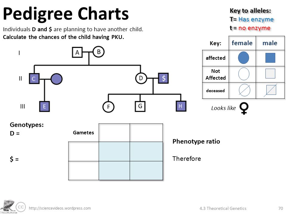 4.3 Theoretical Genetics70 Pedigree Charts Key to alleles: T= Has enzyme t ...