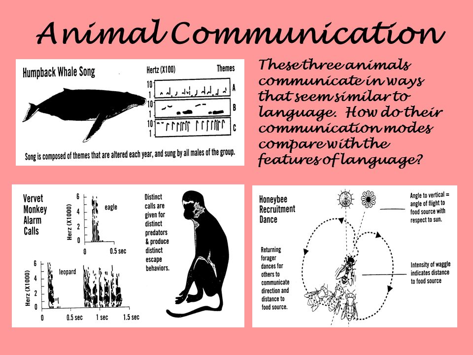 Animal and Human Communication What is language and are humans the only  ones who have it? - ppt download