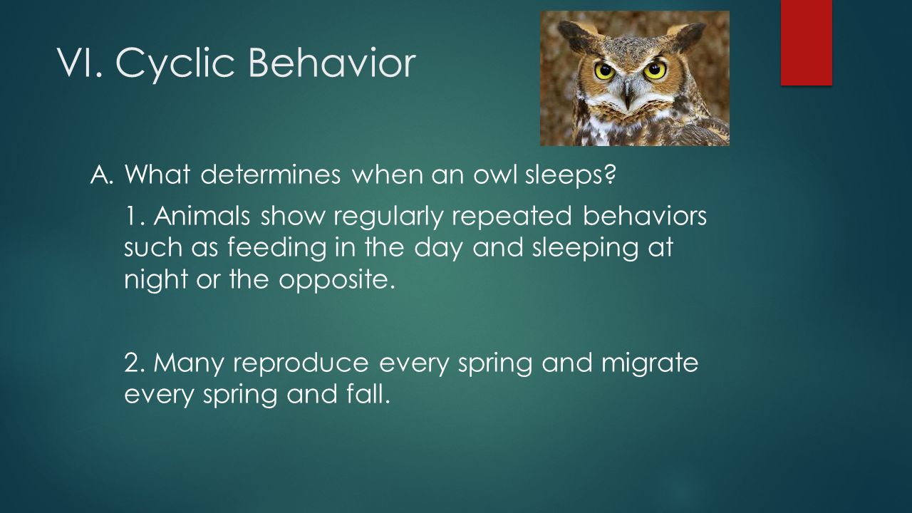 VI. Cyclic Behavior A. What determines when an owl sleeps.