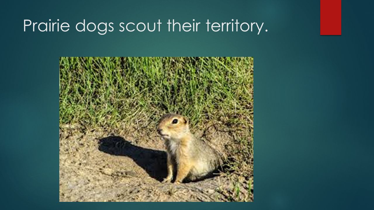 Prairie dogs scout their territory.