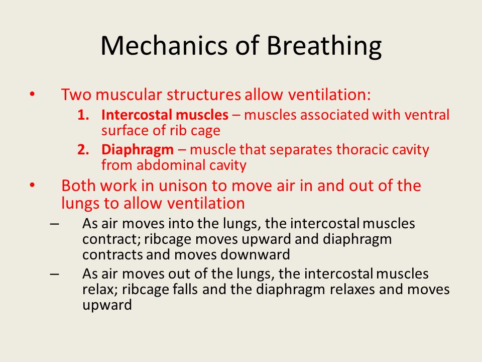 The Respiratory System. Aerobic Organisms Require Every Cell To Obtain 