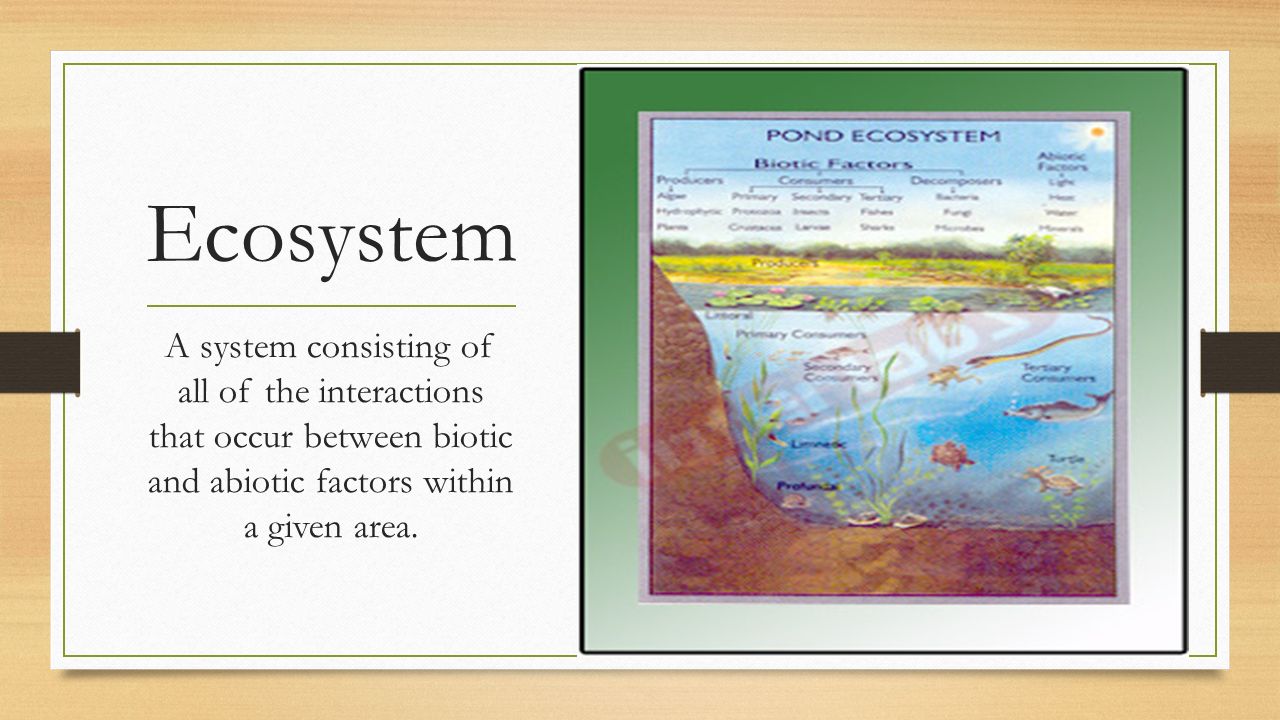 Ecosystem A system consisting of all of the interactions that occur between biotic and abiotic factors within a given area.