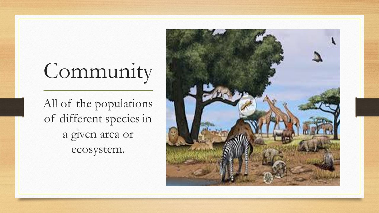 Community All of the populations of different species in a given area or ecosystem.