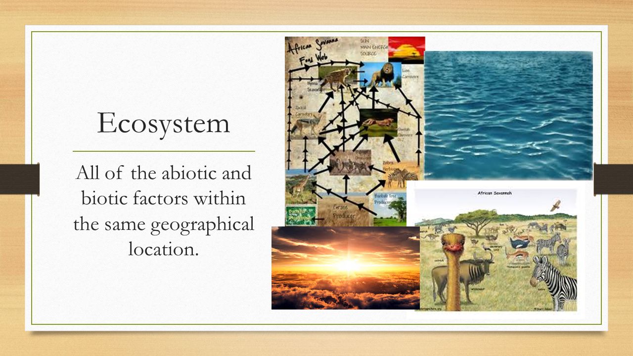 Ecosystem All of the abiotic and biotic factors within the same geographical location.