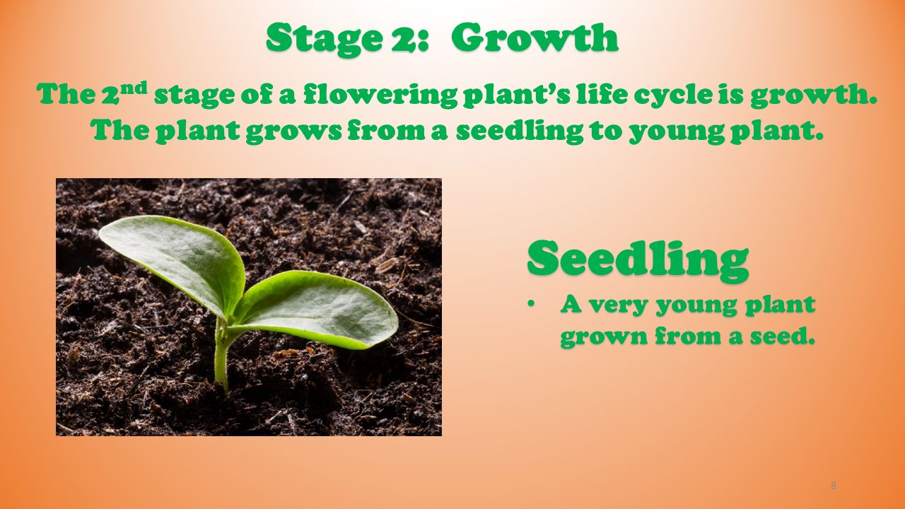 1. most flowering plants grow from seeds! 2 stage 1: seed stage 2
