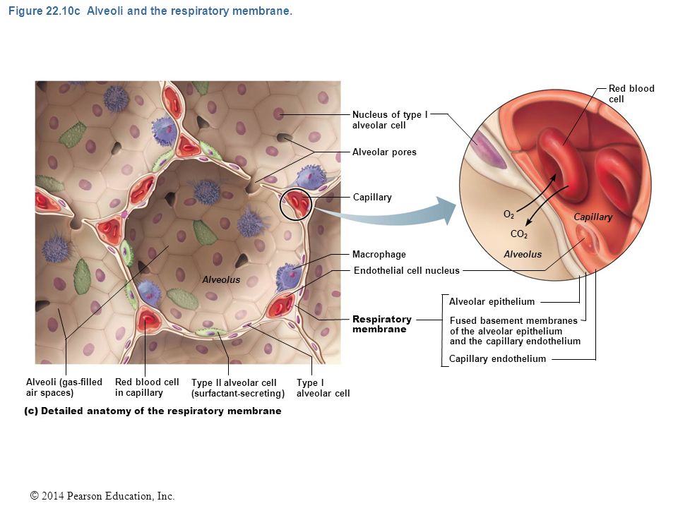 © 2014 Pearson Education, Inc. Figure 22.10c Alveoli and the respiratory membrane.