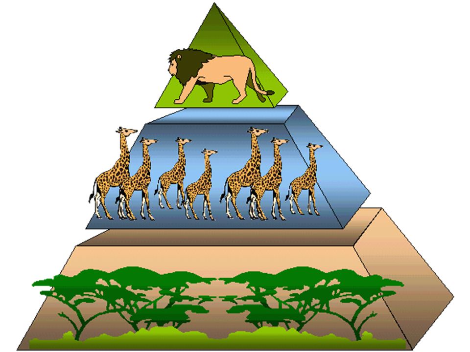 Какую закономерность отображает рисунок пищевую цепь экологическую пирамиду