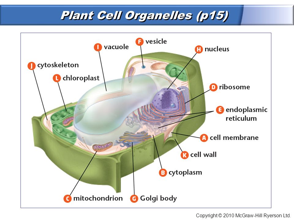 Plant Cell organelles. Organelles of Cell function. Vacuoles. What function of vacuole.