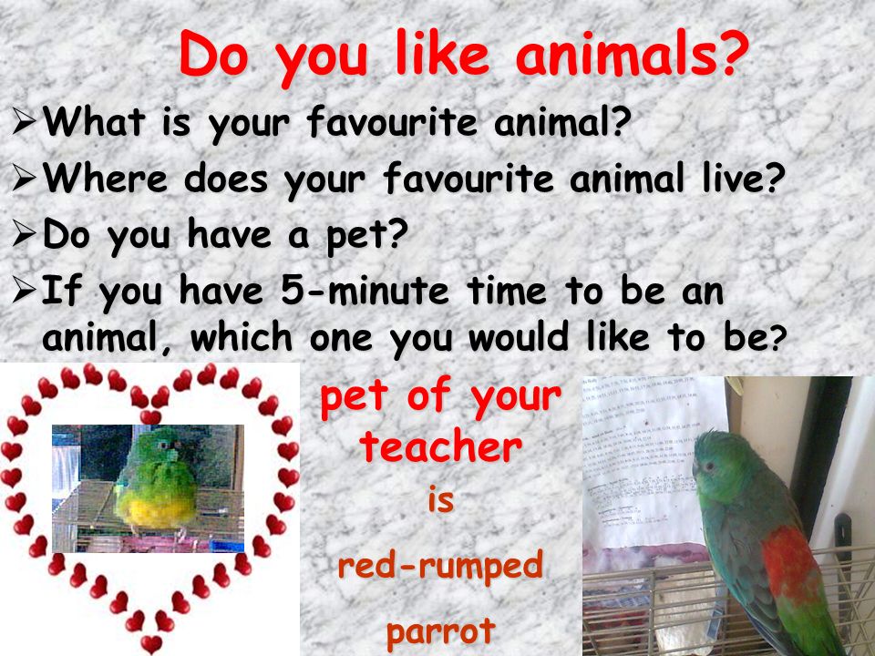 Animals Animals as pets Animals as pets Most people in Britain like animals. Most people in Britain like animals. A lot of families have got a   lot. - ppt download
