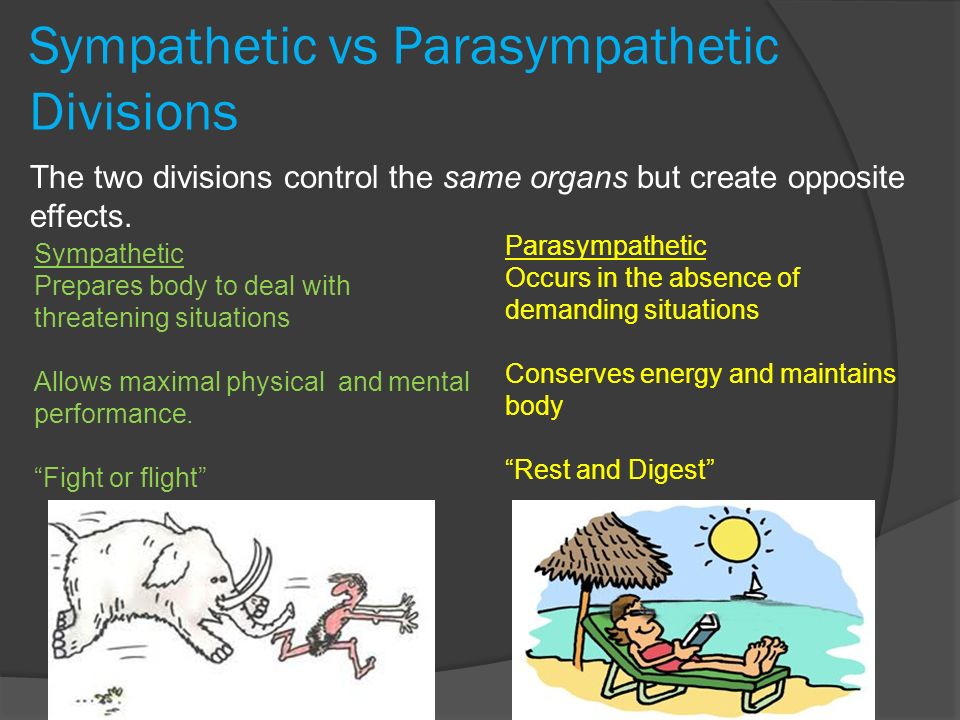 Sympathetic vs Parasympathetic Divisions The two divisions control the same organs but create opposite effects.