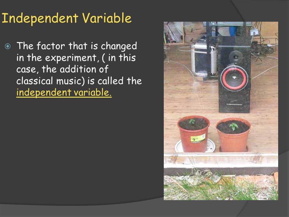 Independent Variable  The factor that is changed in the experiment, ( in this case, the addition of classical music) is called the independent variable.