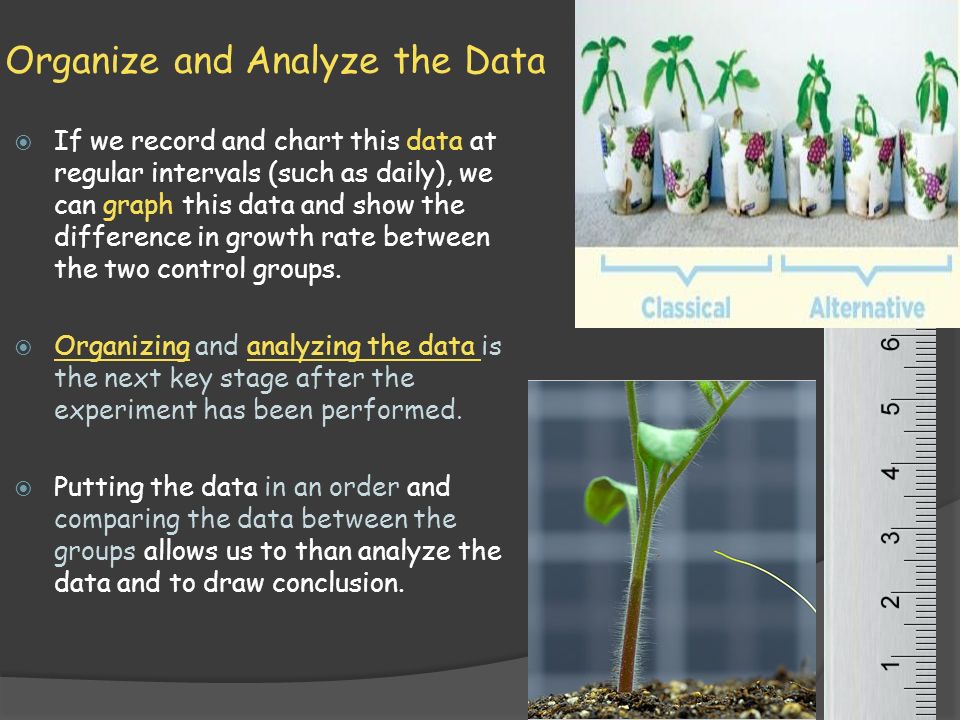 Organize and Analyze the Data  If we record and chart this data at regular intervals (such as daily), we can graph this data and show the difference in growth rate between the two control groups.