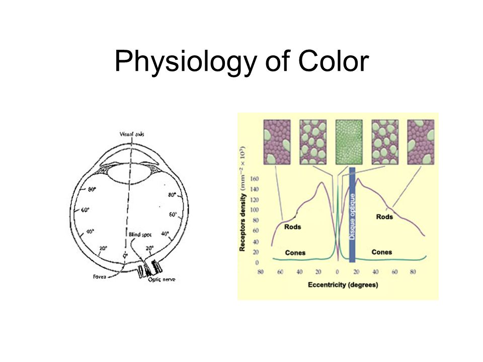 Physiology of Color
