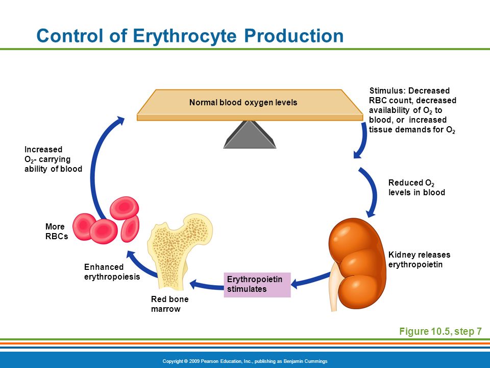 Copyright © 2009 Pearson Education, Inc., publishing as Benjamin Cummings Control of Erythrocyte Production Figure 10.5, step 7 Reduced O 2 levels in blood Stimulus: Decreased RBC count, decreased availability of O 2 to blood, or increased tissue demands for O 2 Increased O 2 - carrying ability of blood Erythropoietin stimulates Kidney releases erythropoietin Enhanced erythropoiesis Red bone marrow More RBCs Normal blood oxygen levels