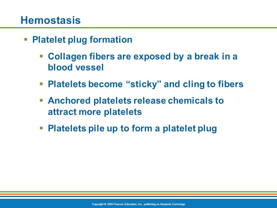 Copyright © 2009 Pearson Education, Inc., publishing as Benjamin Cummings Hemostasis  Platelet plug formation  Collagen fibers are exposed by a break in a blood vessel  Platelets become sticky and cling to fibers  Anchored platelets release chemicals to attract more platelets  Platelets pile up to form a platelet plug