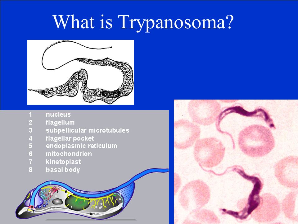 THIS IS SarcodinesCiliphorans Zooflagellates & Sporozoans Algae Fungi  Diagrams. - ppt download