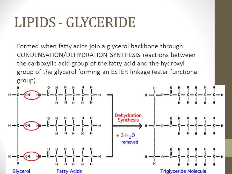 BIOLOGICALLY IMPORTANT MACROMOLECULES - LIPIDS. LIPIDS Fats ...