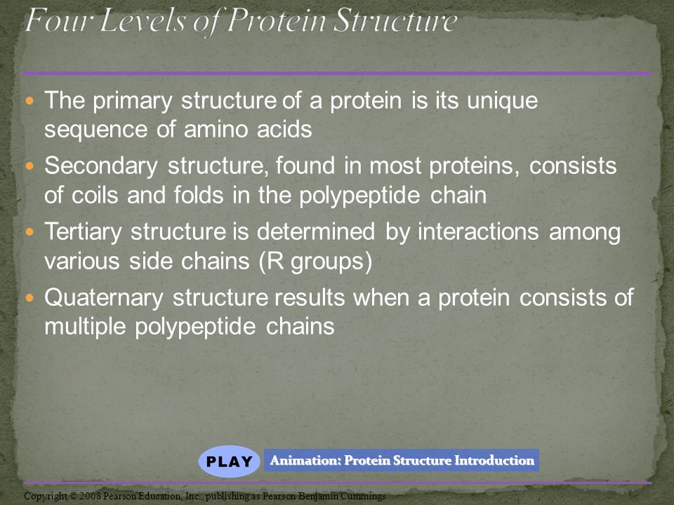 The primary structure of a protein is its unique sequence of amino acids Secondary structure, found in most proteins, consists of coils and folds in the polypeptide chain Tertiary structure is determined by interactions among various side chains (R groups) Quaternary structure results when a protein consists of multiple polypeptide chains Animation: Protein Structure Introduction Animation: Protein Structure Introduction Copyright © 2008 Pearson Education, Inc., publishing as Pearson Benjamin Cummings