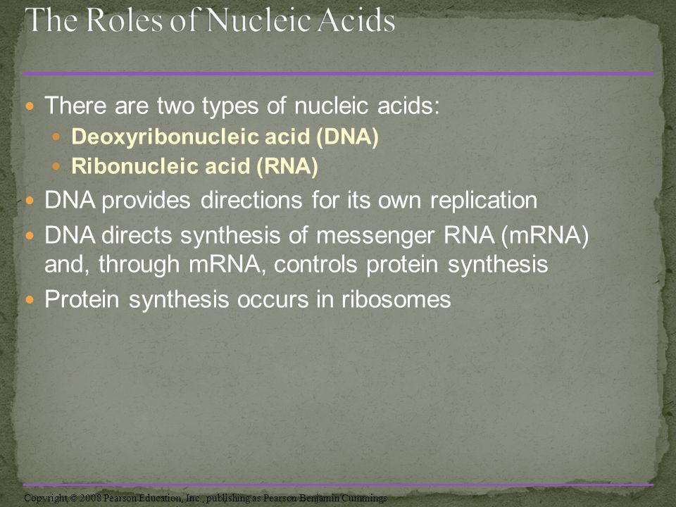 There are two types of nucleic acids: Deoxyribonucleic acid (DNA) Ribonucleic acid (RNA) DNA provides directions for its own replication DNA directs synthesis of messenger RNA (mRNA) and, through mRNA, controls protein synthesis Protein synthesis occurs in ribosomes Copyright © 2008 Pearson Education, Inc., publishing as Pearson Benjamin Cummings