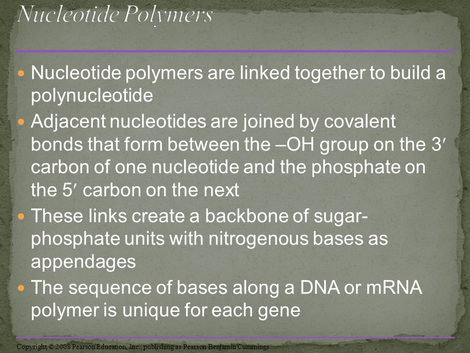 Nucleotide polymers are linked together to build a polynucleotide Adjacent nucleotides are joined by covalent bonds that form between the –OH group on the 3 carbon of one nucleotide and the phosphate on the 5 carbon on the next These links create a backbone of sugar- phosphate units with nitrogenous bases as appendages The sequence of bases along a DNA or mRNA polymer is unique for each gene Copyright © 2008 Pearson Education, Inc., publishing as Pearson Benjamin Cummings