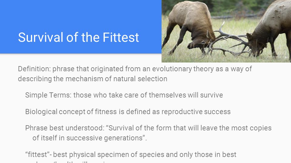 Survival of the fittest Definition and Examples - Biology Online Dictionary