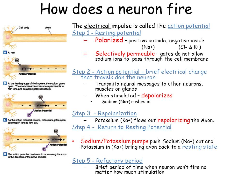 Image result for how a neuron fires