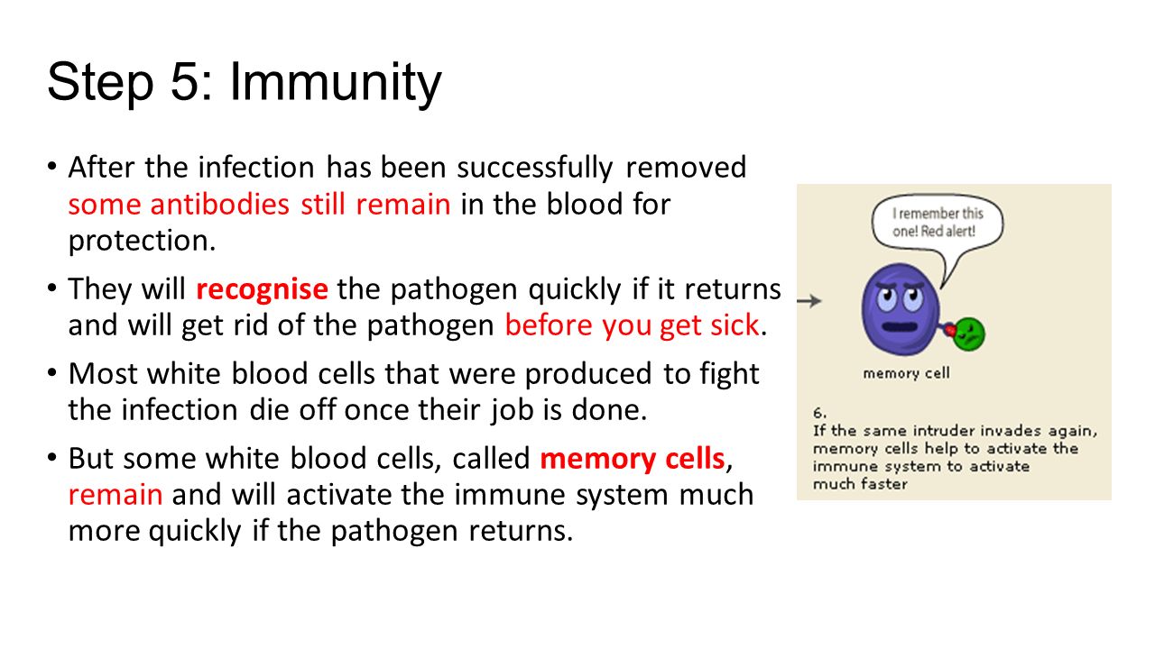 Antibodies in the blood - protecting the body from infection Antibodies in the blood - protecting the body from infection