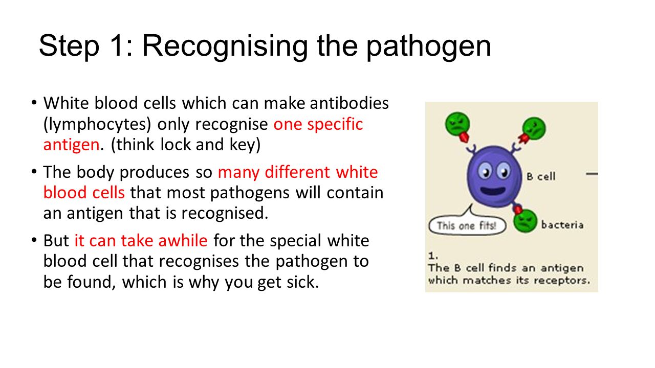 Antibodies in the blood - protecting the body from infection Antibodies in the blood - protecting the body from infection