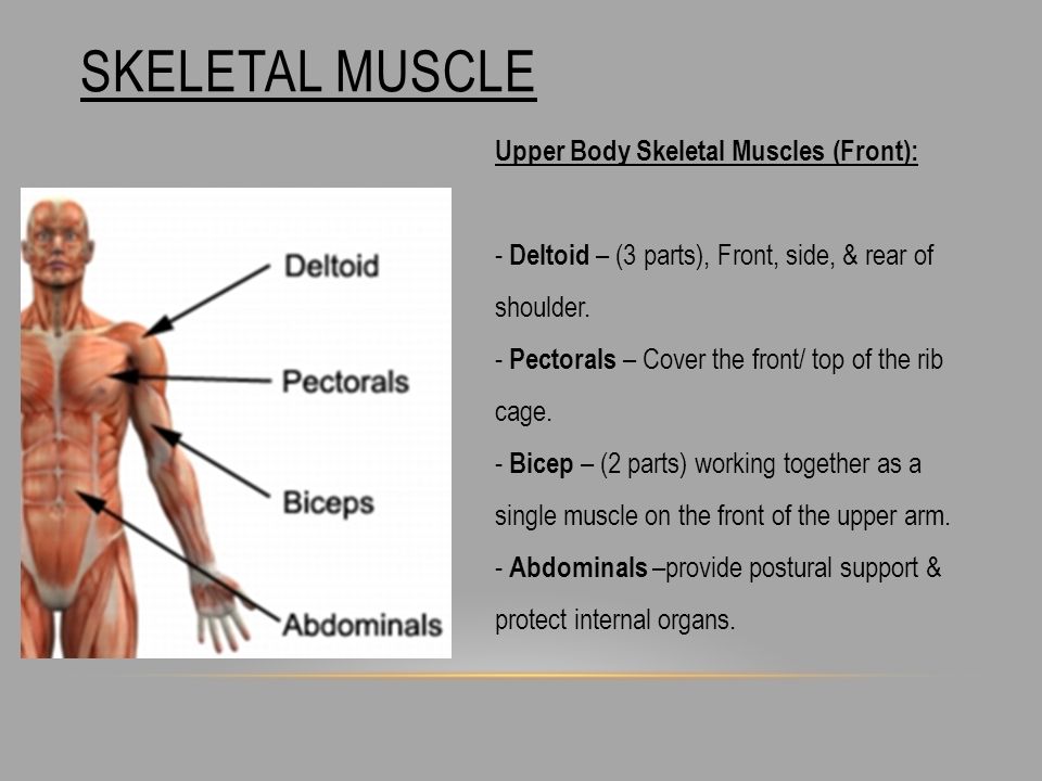 - What is a muscle? 