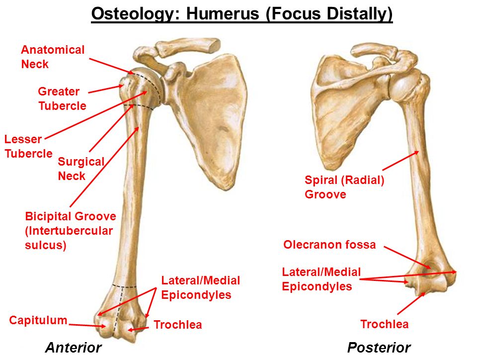 Плечевая кость латынь. Плечевая кость анатомия. Плечевая кость Остеология. Плечевая кость приматов. Humerus атлас.