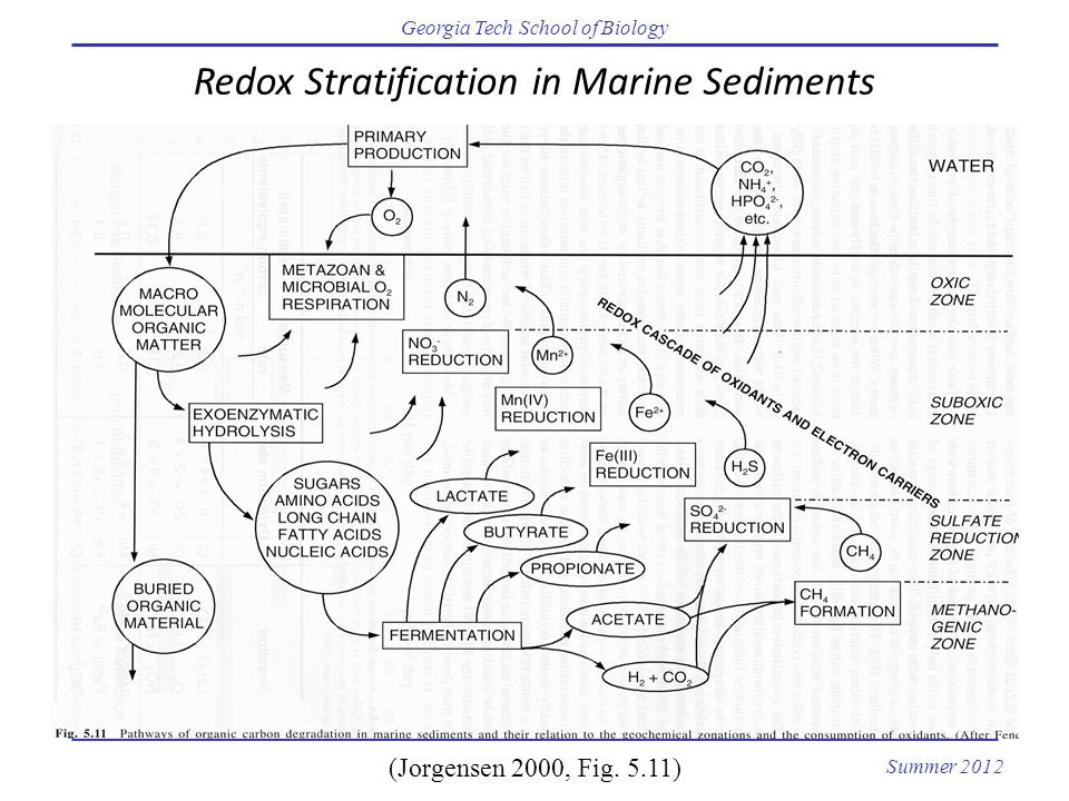 Georgia Tech School of Biology Summer 2012 Redox Stratification in Marine Sediments (Jorgensen 2000, Fig.