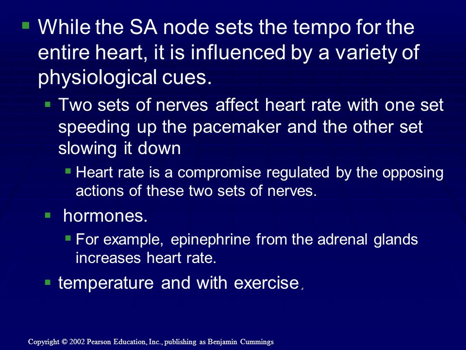  While the SA node sets the tempo for the entire heart, it is influenced by a variety of physiological cues.