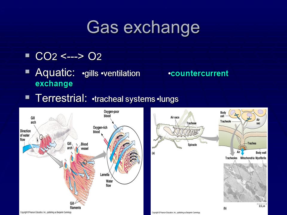 Gas exchange  CO 2 O 2  Aquatic: gills ventilationcountercurrent exchange  Terrestrial: tracheal systems lungs