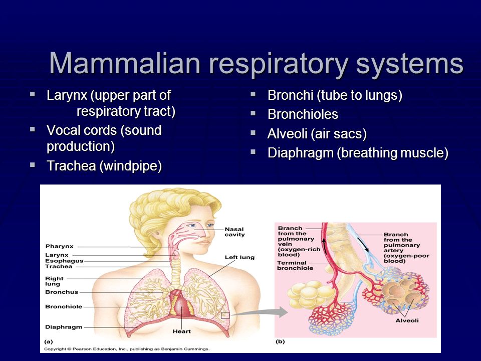Mammalian respiratory systems  Larynx (upper part of respiratory tract)  Vocal cords (sound production)  Trachea (windpipe)  Bronchi (tube to lungs)  Bronchioles  Alveoli (air sacs)  Diaphragm (breathing muscle)