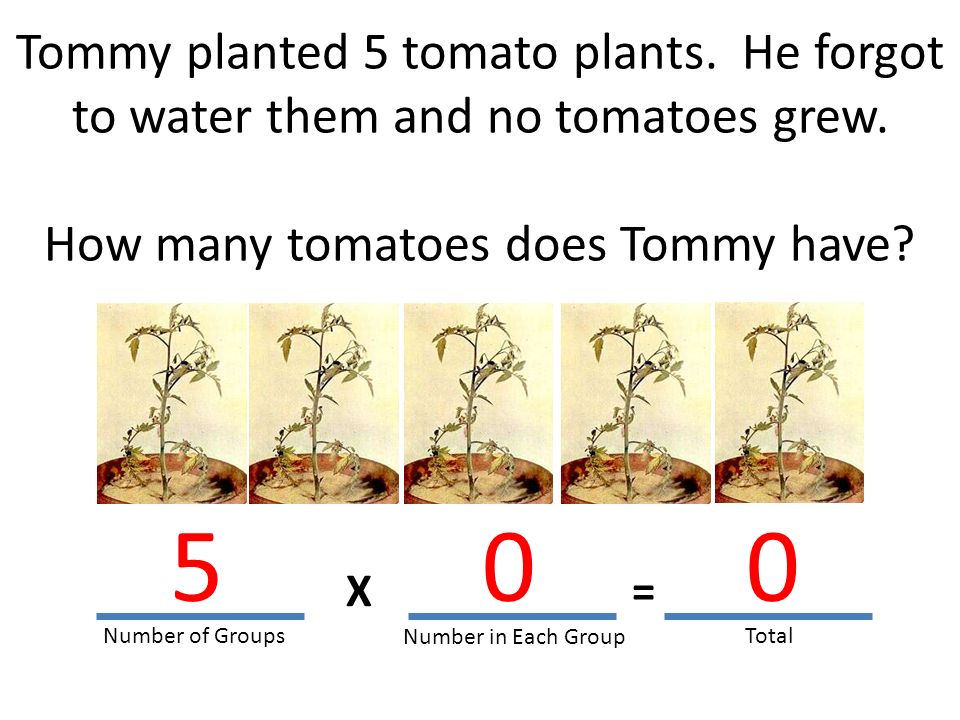 Tommy planted 5 tomato plants. He forgot to water them and no tomatoes grew.