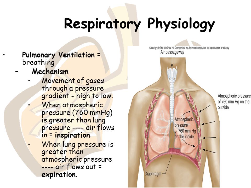 respiratory system anatomy and physiology dr najeeb torrent