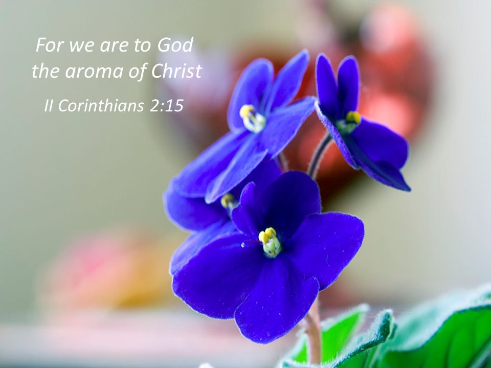 For We Are To God The Aroma Of Christ Ii Corinthians 2 Ppt