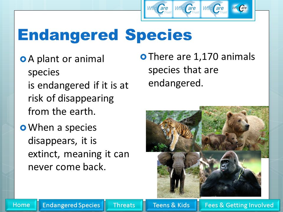 Endangered Species ThreatsTeens & KidsFees & Getting Involved Home WildCare  Trust Saving Animals from Extinction. - ppt download