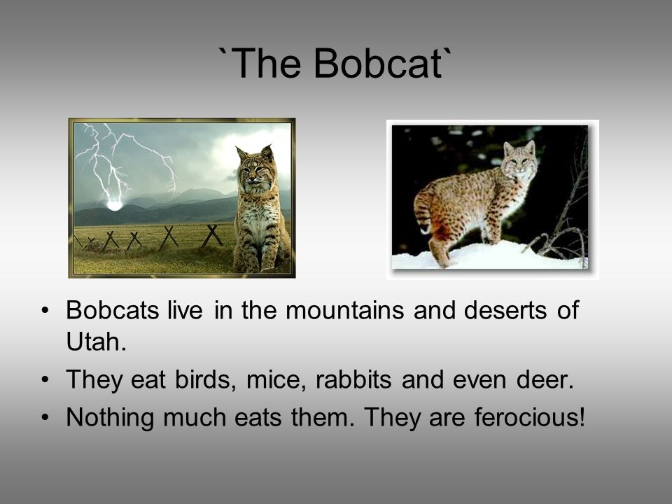 `The Bobcat` Bobcats live in the mountains and deserts of Utah.