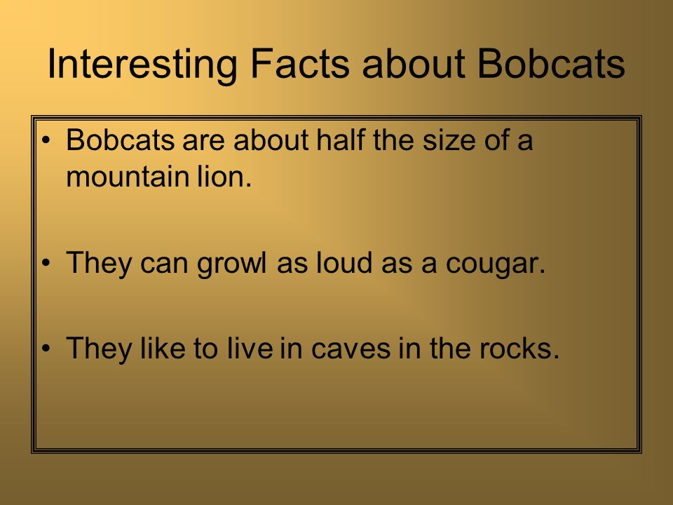 Interesting Facts about Bobcats Bobcats are about half the size of a mountain lion.