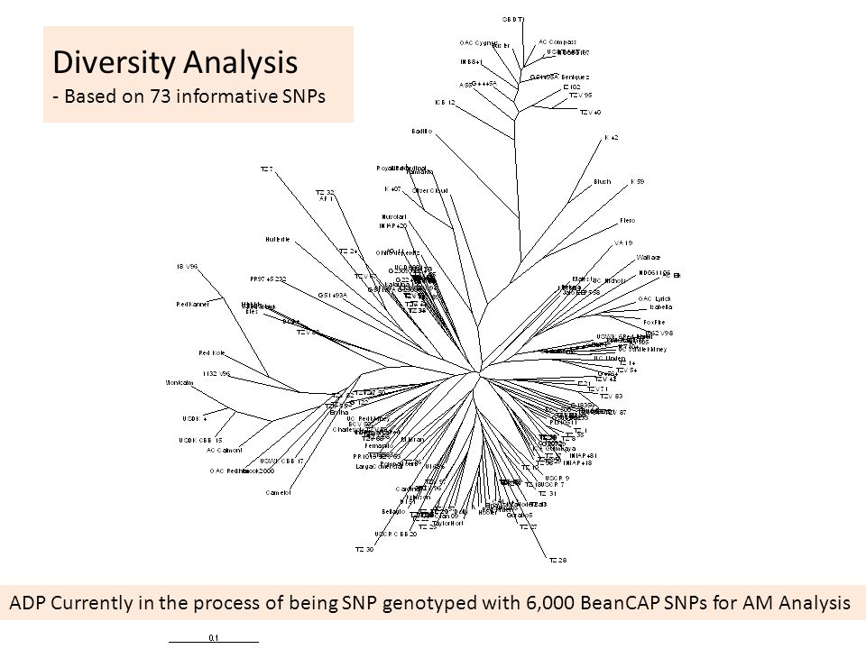 Diversity Analysis - Based on 73 informative SNPs ADP Currently in the process of being SNP genotyped with 6,000 BeanCAP SNPs for AM Analysis