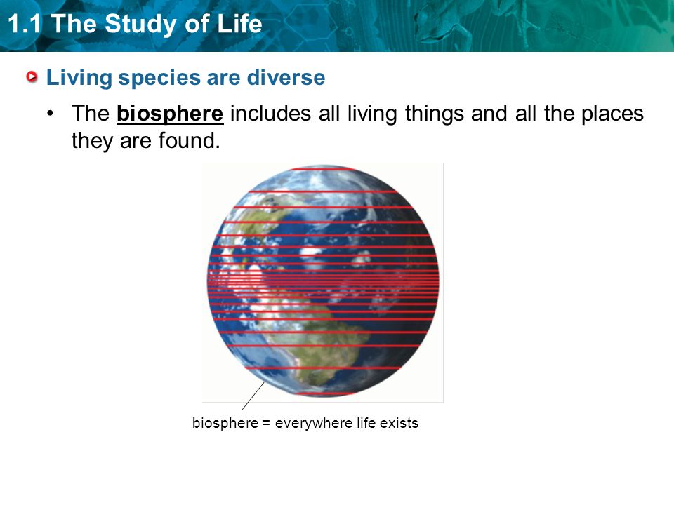 1.1 The Study of Life Living species are diverse The biosphere includes all living things and all the places they are found.