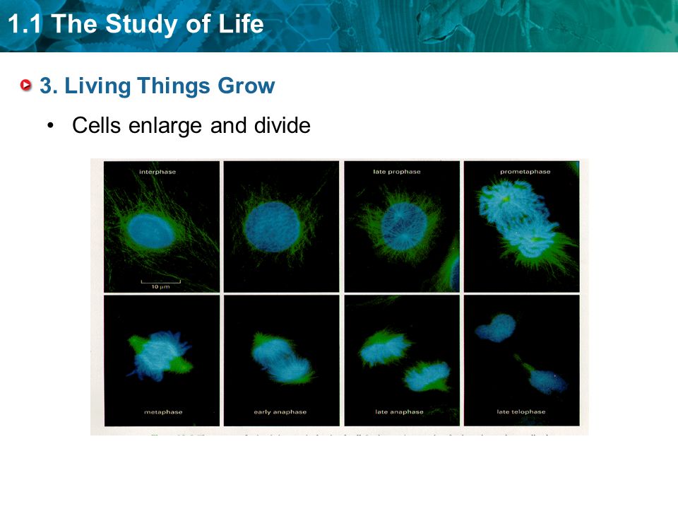 1.1 The Study of Life 3. Living Things Grow Cells enlarge and divide