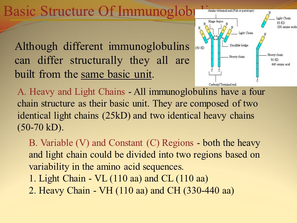 Humoral Immunity Lecture 7. Immunoglobulins Structure and Function Antibody  Mediated Immunity ( Humoral Immunity) - ppt download