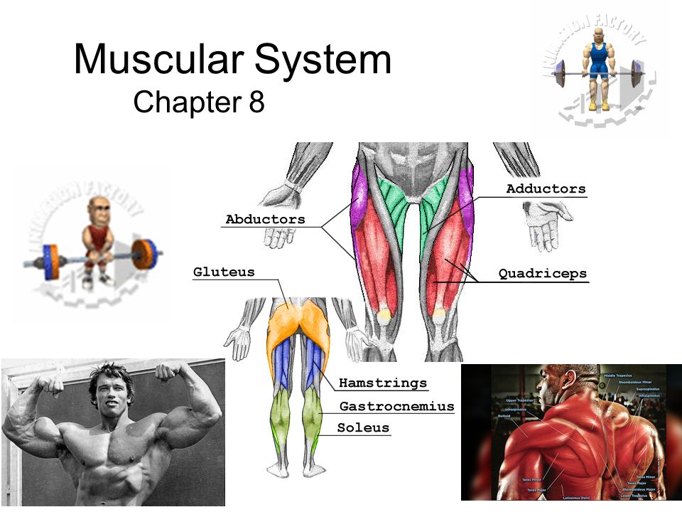 Muscle chap poke