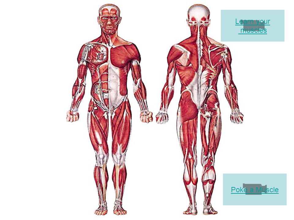 Muscle chap poke