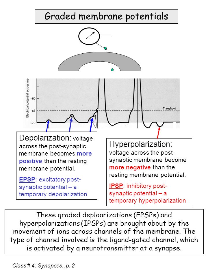 depolarization hyperpolarization