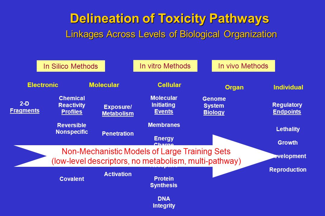 Delineation of Toxicity Pathways Linkages Across Levels of Biological Organization Chemical Reactivity Profiles Reversible Nonspecific Reversible Specific Covalent Lethality Growth Development Reproduction MolecularCellular OrganIndividual In Silico Methods In vitro MethodsIn vivo Methods Electronic Molecular Initiating Events Membranes Energy Charge Nuclear Receptors Protein Synthesis DNA Integrity 2-D Fragments Genome System Biology Regulatory Endpoints Exposure/ Metabolism Penetration Detoxification Activation Non-Mechanistic Models of Large Training Sets (low-level descriptors, no metabolism, multi-pathway)